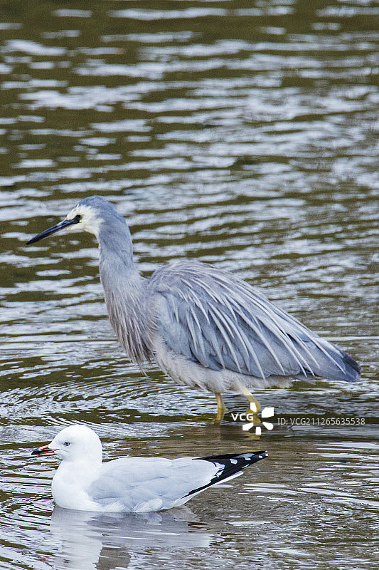 白面鹭与红嘴鸥图片素材