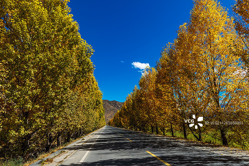 拉萨秋天的金光大道图片素材