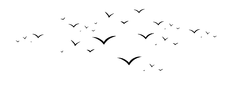 一群飞翔的小鸟图片素材