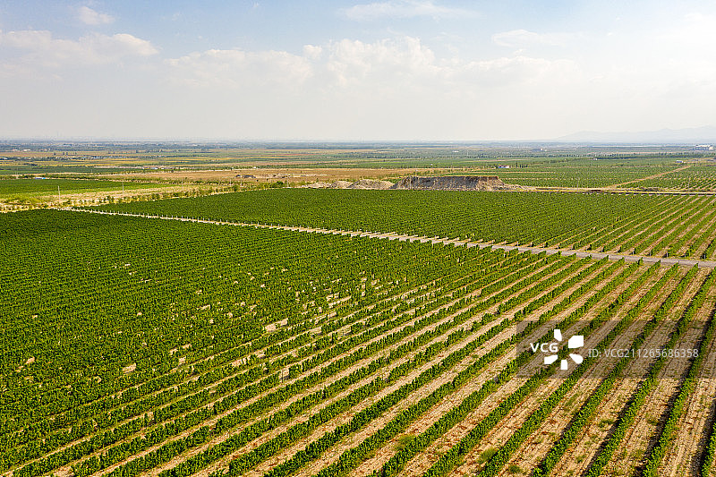 航拍宁夏贺兰山脚的葡萄园图片素材