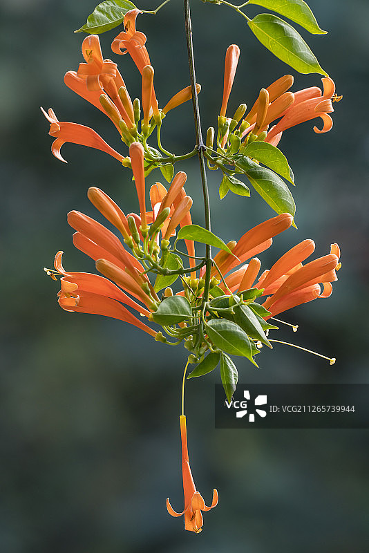 成串橙色的炮仗花图片素材