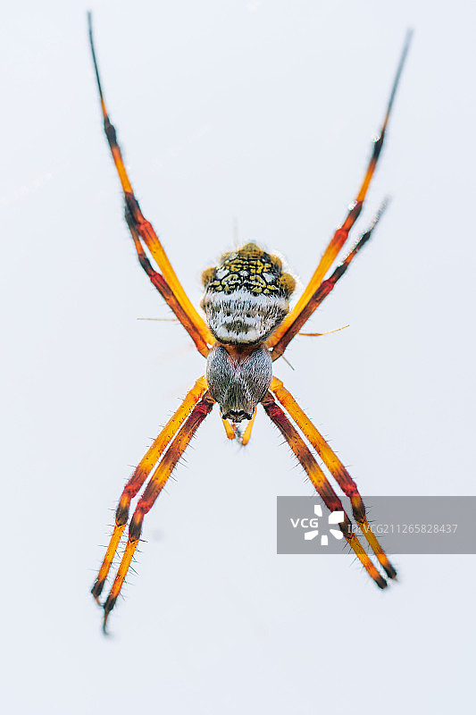 脸谱蜘蛛图片素材