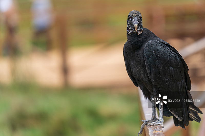 黑美洲鹫图片素材