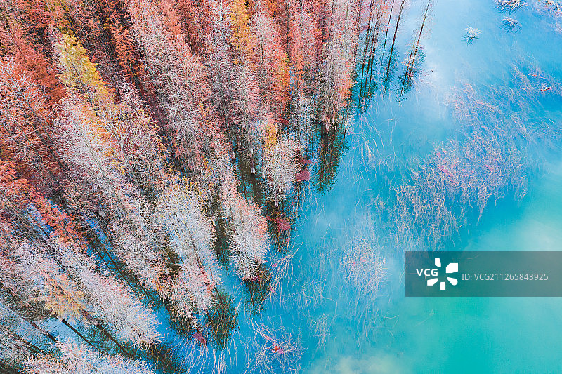 中山市长江水库秋冬水杉林航拍图图片素材