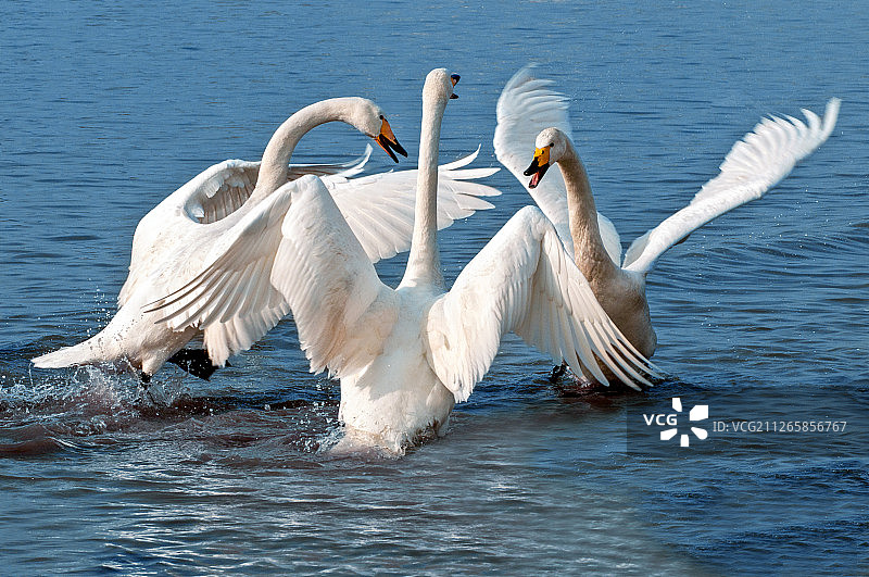荣成天鹅湖图片素材