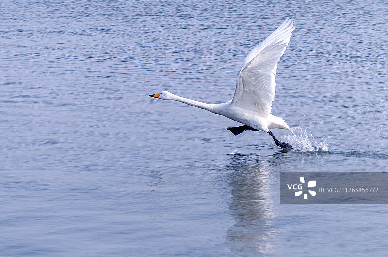 荣成天鹅湖图片素材