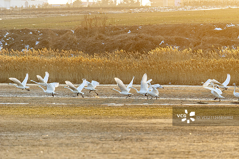 荣成天鹅湖图片素材