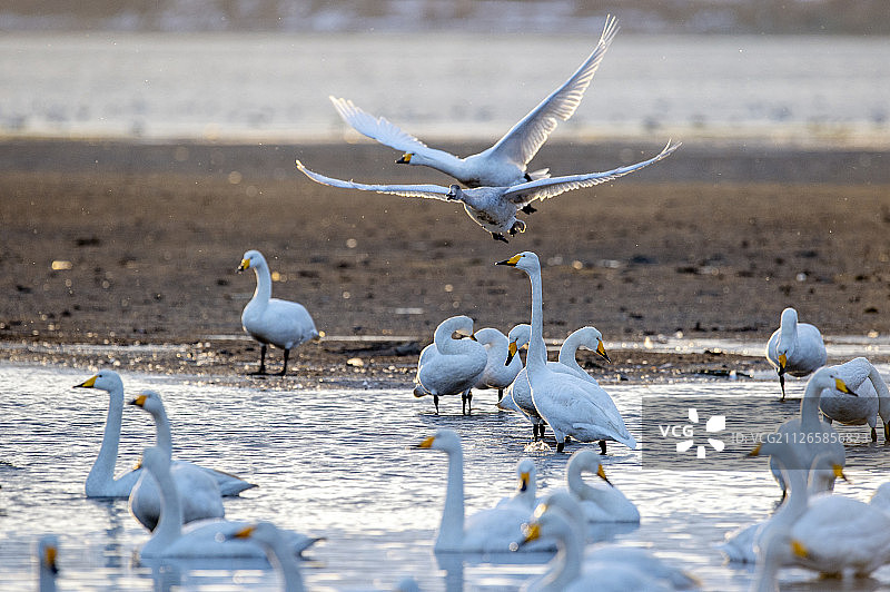荣成天鹅湖图片素材