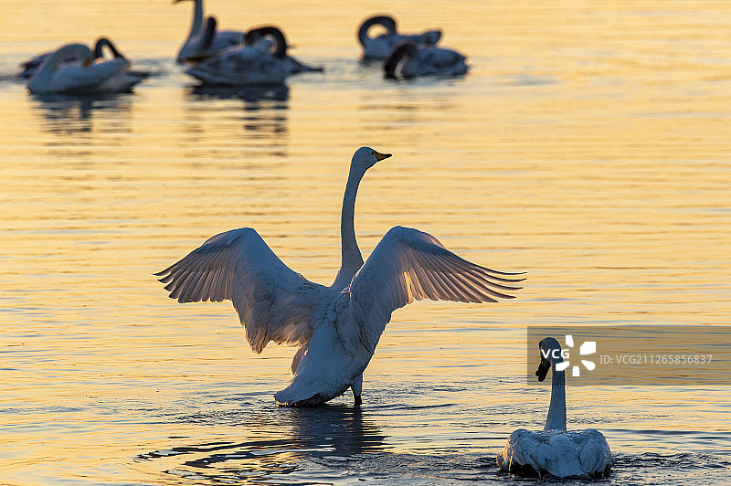 荣成天鹅湖图片素材