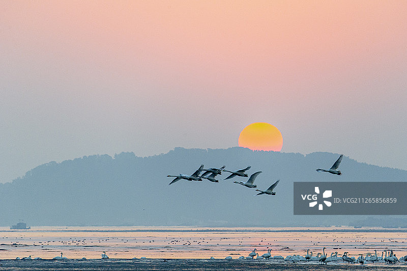 荣成天鹅湖图片素材