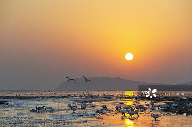 荣成天鹅湖图片素材