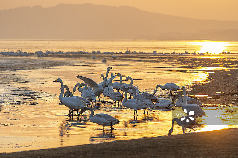 荣成天鹅湖图片素材