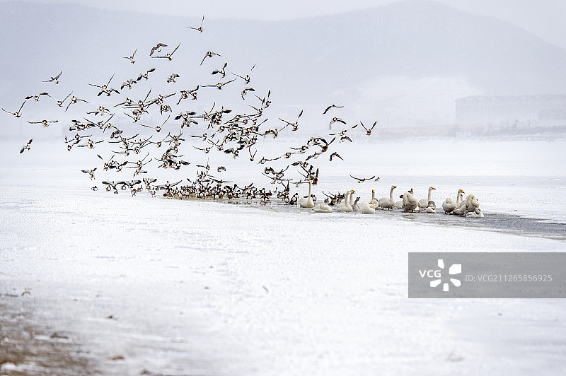 荣成天鹅湖图片素材