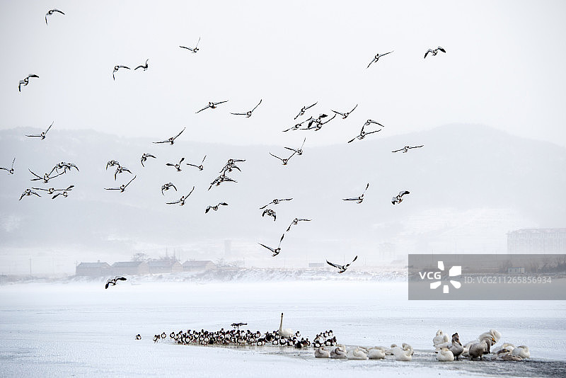 荣成天鹅湖图片素材