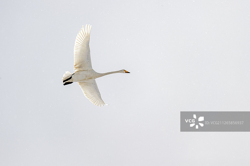荣成天鹅湖图片素材