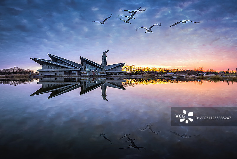 中国盐城丹顶鹤保护区晨曦图片素材