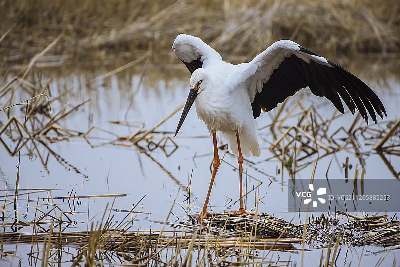 东方白鹳图片素材