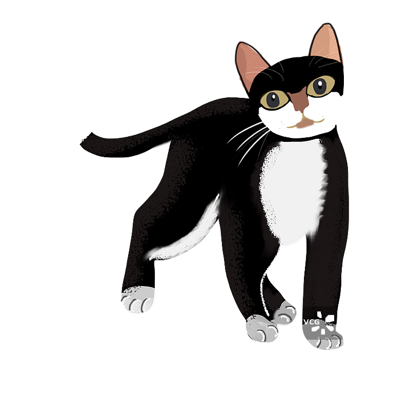 黑白猫图片素材
