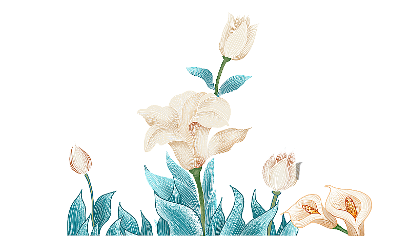 百合花图片素材