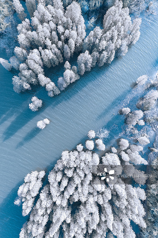 单色水杉航拍风光图片素材
