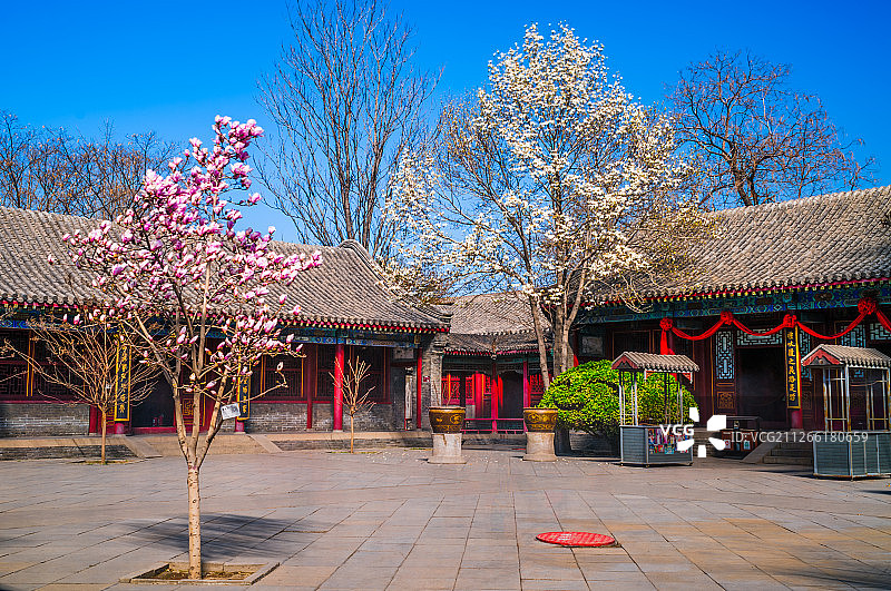 河北正定荣国府玉兰花盛开图片素材