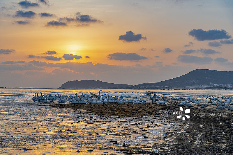 荣成天鹅湖图片素材