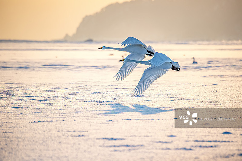 荣成天鹅湖图片素材