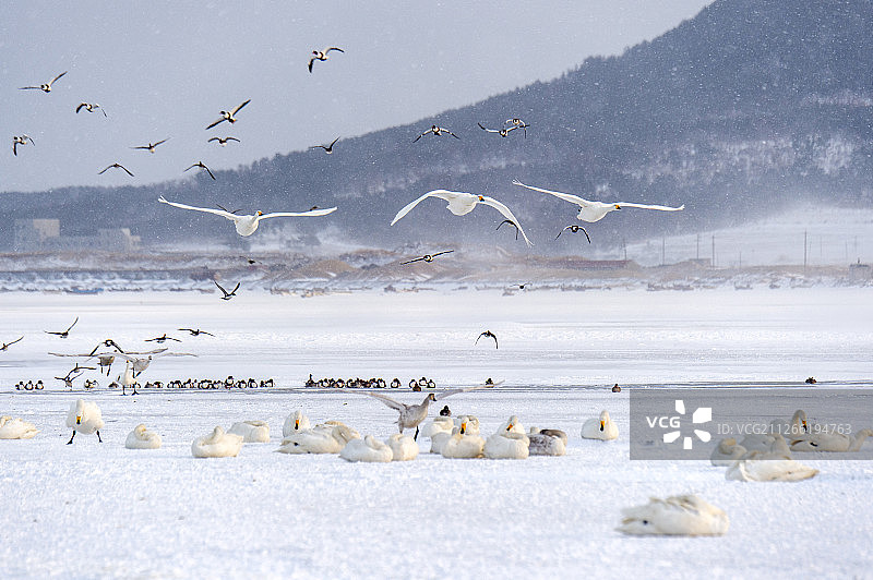 荣成天鹅湖图片素材