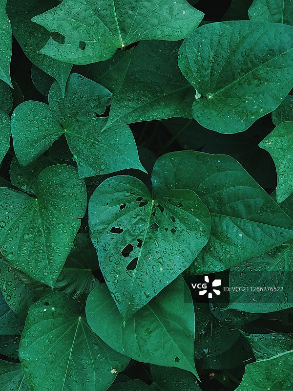 红薯叶图片素材