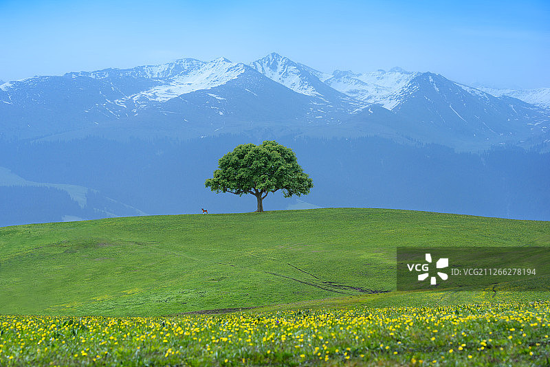 雪山下的一棵树图片素材