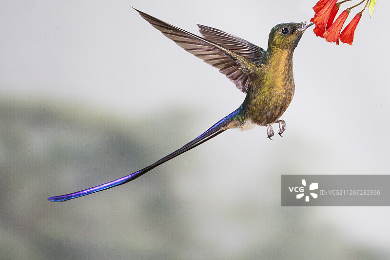 紫尾蜂鸟雄鸟在花上觅食图片素材