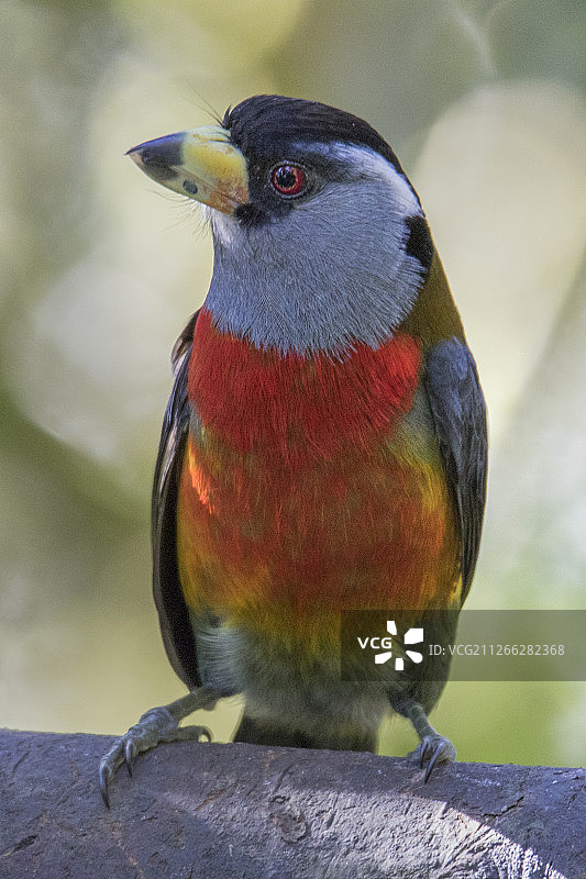 鵎鵣拟鴷图片素材