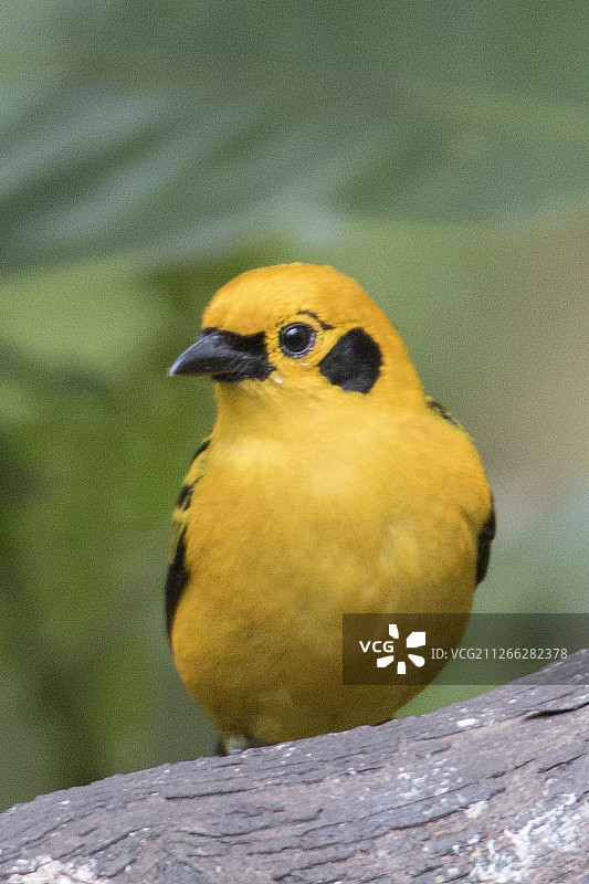 金色唐纳雀图片素材