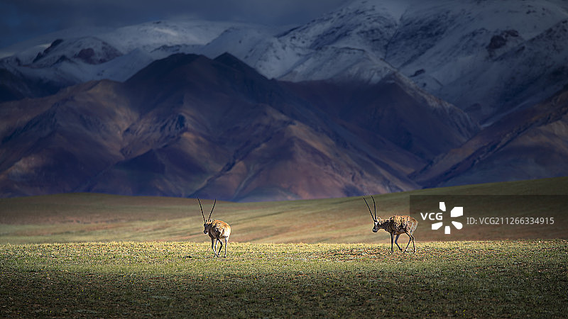 藏羚羊图片素材