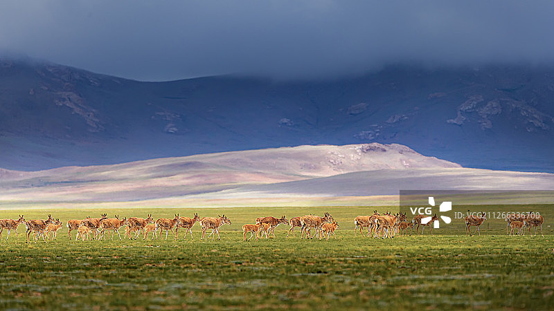 羌塘草原上的藏羚羊图片素材