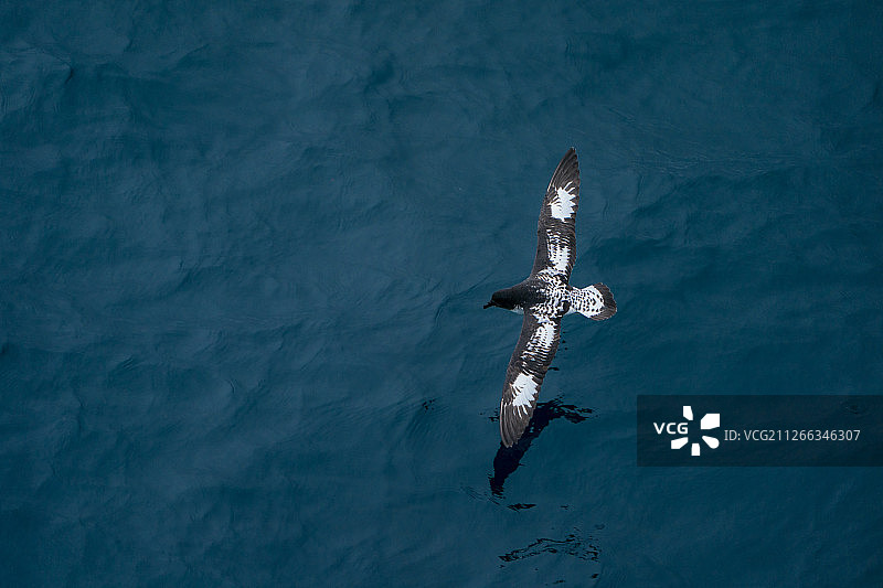 花斑鹱图片素材