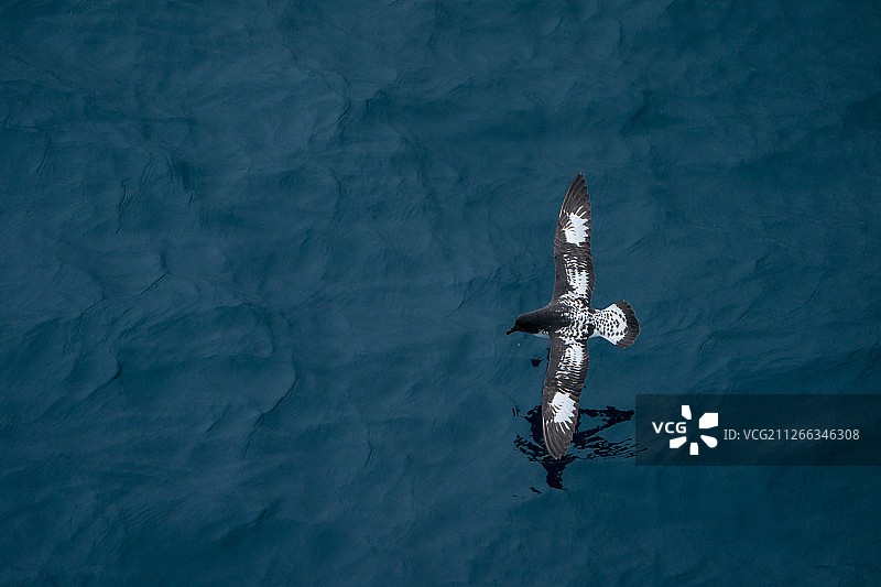 花斑鹱图片素材