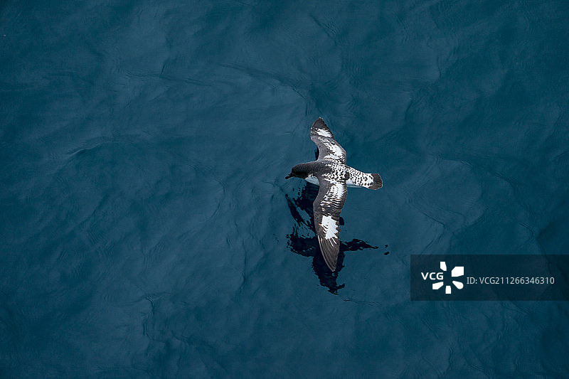 花斑鹱图片素材