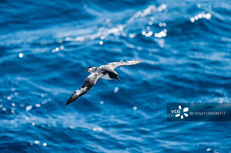 花斑鹱图片素材