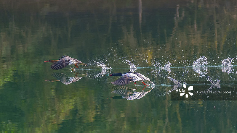 中华秋沙鸭图片素材