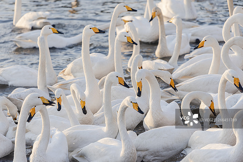 从西伯利亚来山东荣成天鹅湖过冬的野生大天鹅图片素材