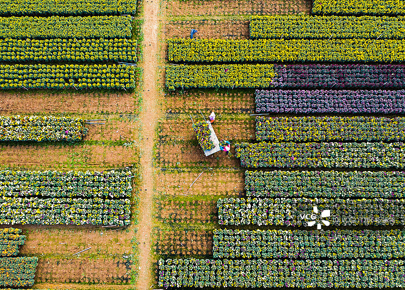 顺德花卉图片素材