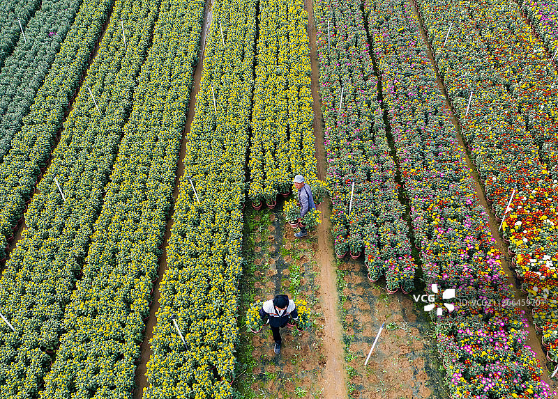 顺德花卉图片素材