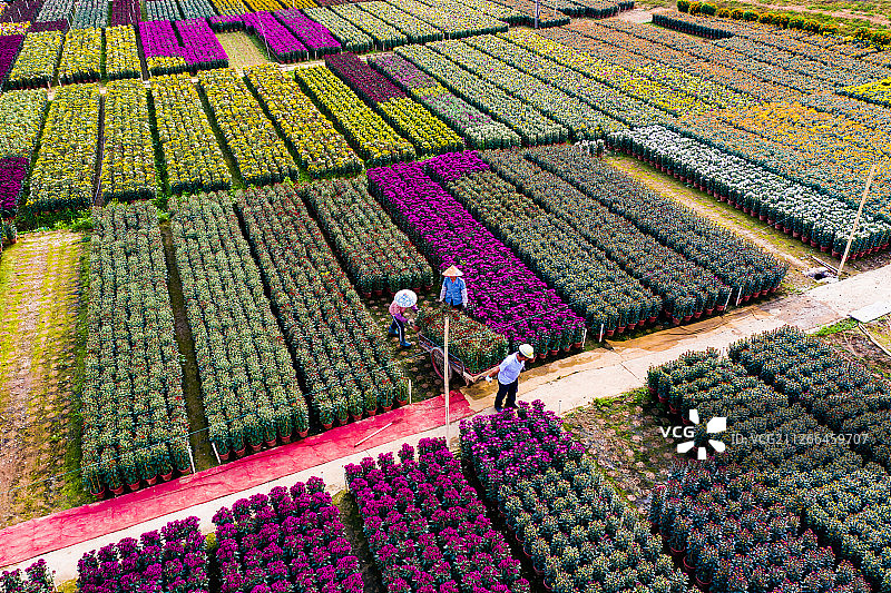 顺德花卉图片素材