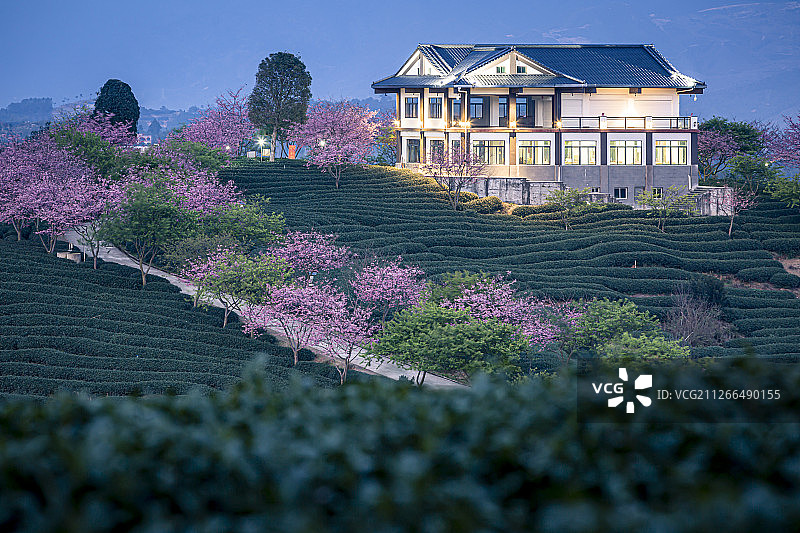 夜色初上的漳平永福樱花园图片素材