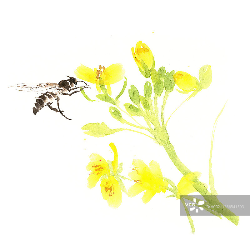 立春采蜜的蜜蜂图片素材