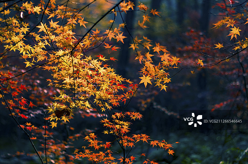 南京最美的秋景在栖霞山，时值深秋，满山红叶。图片素材