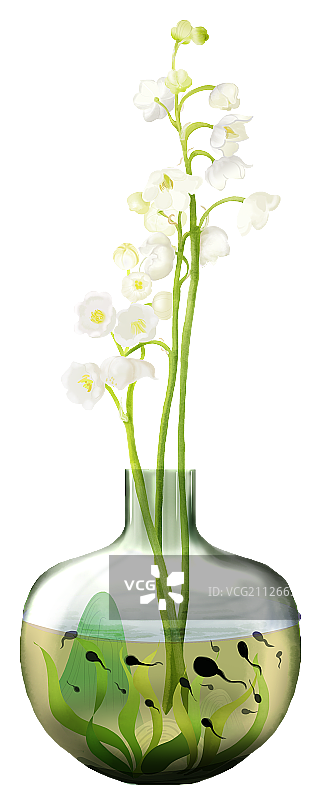 铃兰花图片素材