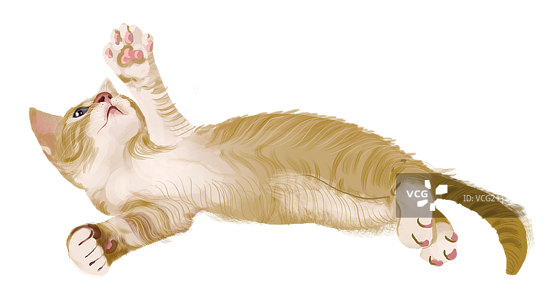 橘猫图片素材
