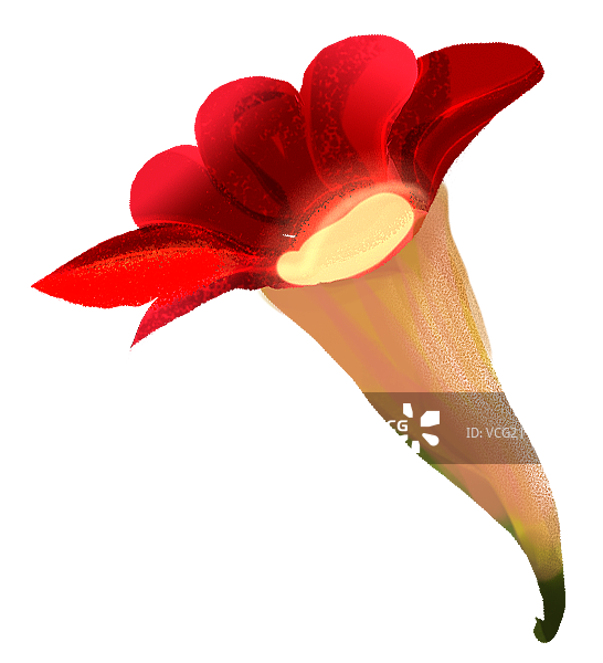 长寿花4图片素材